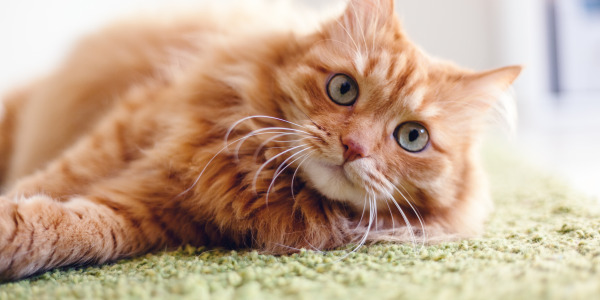 Por qué el polvo de la arena puede afectar la respiración de tu gato (y la tuya también)