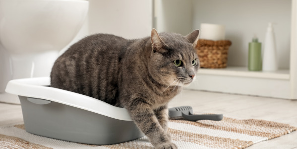 7 cosas raras que hacen los gatos y tienen explicación científica