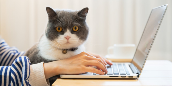Gatos y teletrabajo: cómo sobrevivir a las videollamadas con tu felino